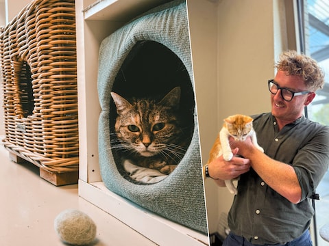 Het dierenasiel zal voortaan ook instaan voor het vangen van zwerfkatten, de sterilisatie of castratie opvolgen en de dieren nadien terugplaatsen of ter adoptie aanbieden.