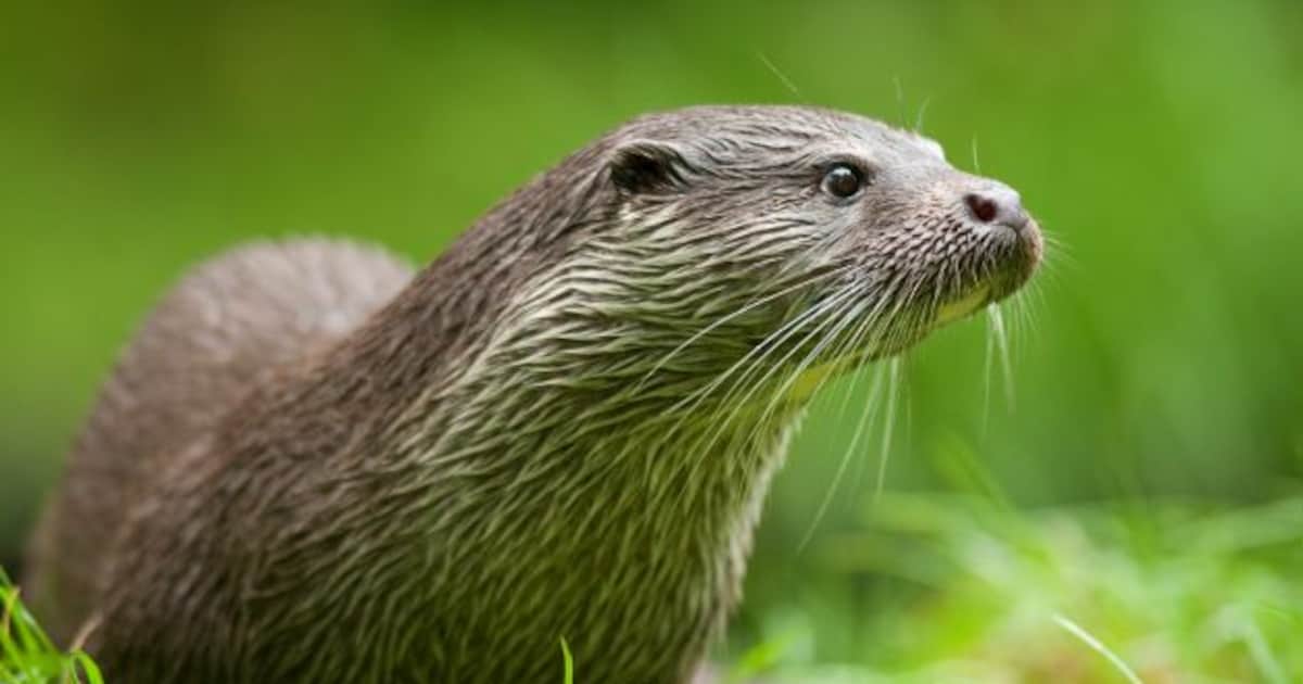 Verkeersplateau aan Koebrug moet otters beschermen: “Dieren steken de rijweg over”
