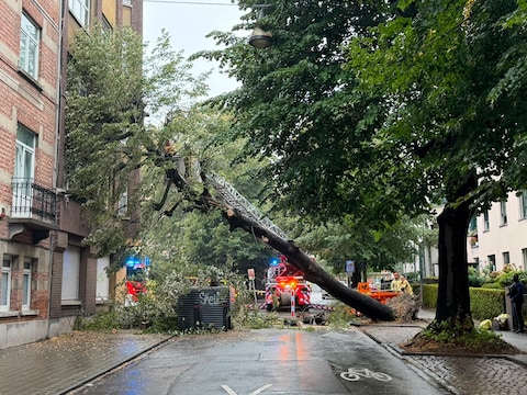 De boom had te lijden onder droogte en verrotting. Mogelijk veroorzaakte dat de val