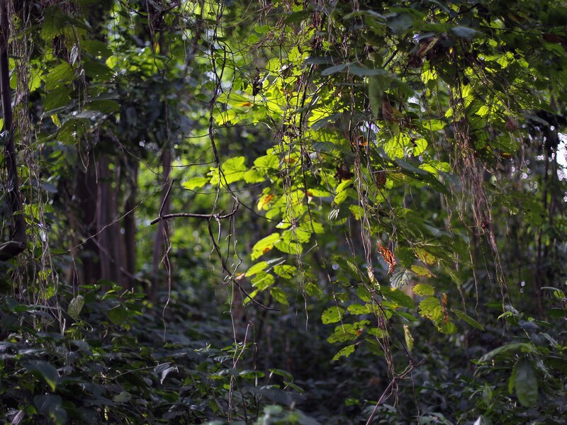 Virunga Nationaal Park