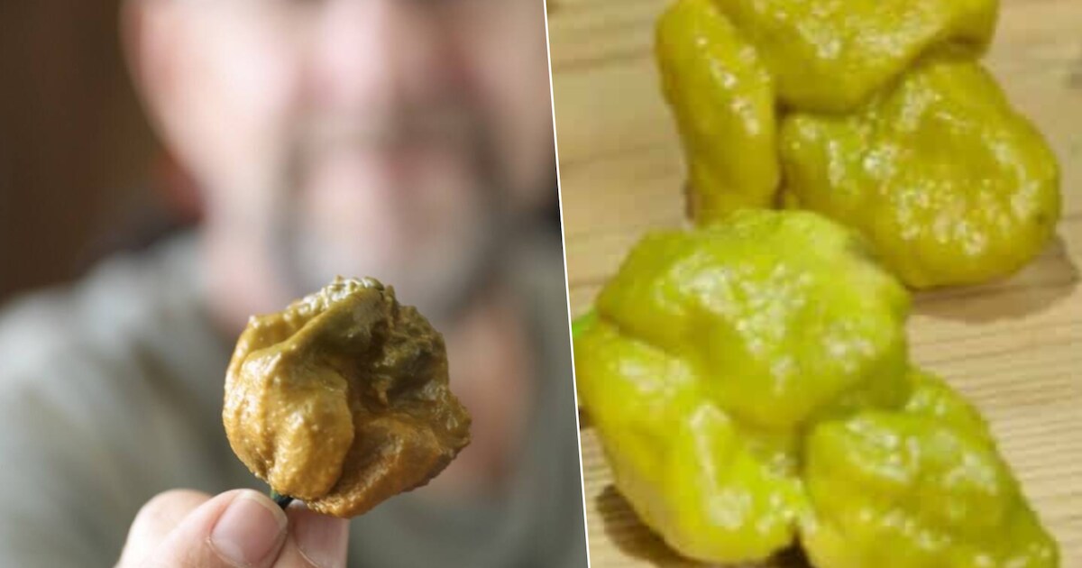 De Pepper X is vanaf nu de heetste peper ter wereld: “Een uur lang plat ...