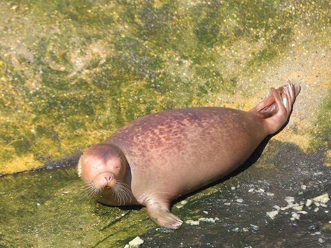 Albinozeehond Moussine.