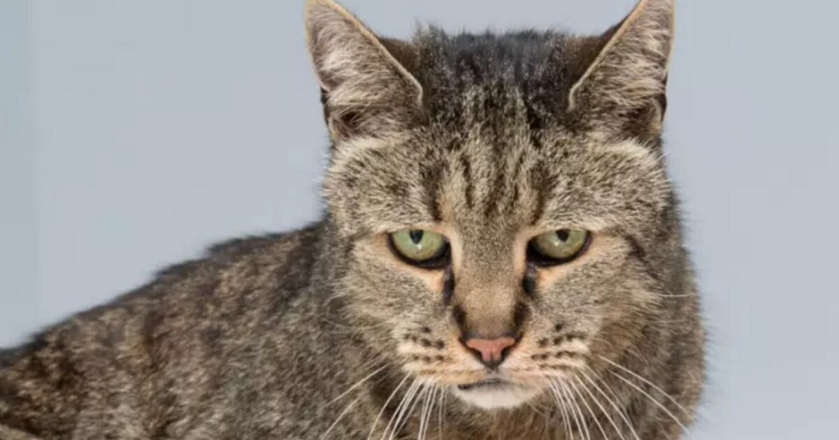 Nutmeg, de oudste kat ter wereld, is ingeslapen