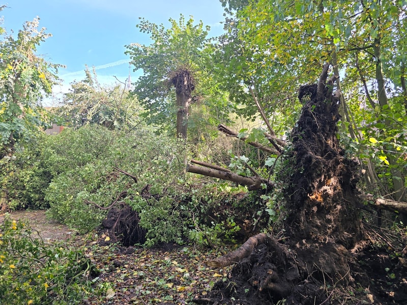 Boom omgewaaid in Park Blauwendael Waasmunster door storm Austin