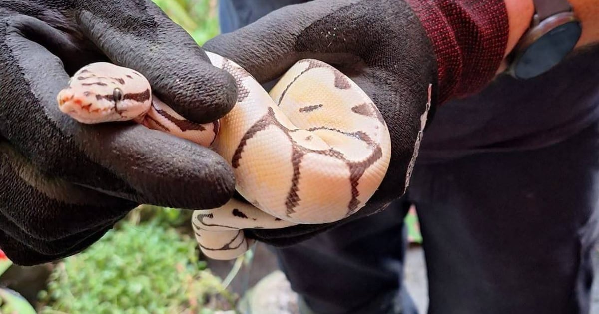 Brandweer vangt python van één meter lang in tuin in Wilrijk | Regio ...