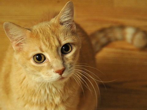 Katten zijn, zelfs in de nabijheid van de mens, grotendeels dezelfde wilde dieren gebleven.