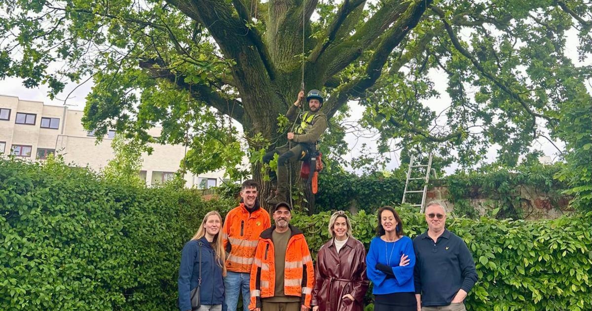 “Onze eik is een herkenningspunt geworden”: Stad Hasselt zoekt opnieuw ...