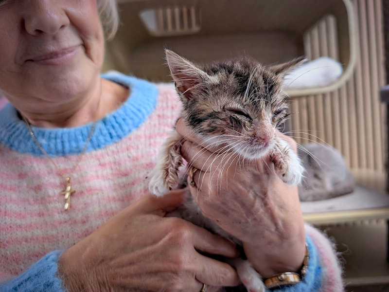 Groen trekt aan alarmbel over dierenwelzijn in Menen: “Middelen om katten te verzorgen zijn uitgeput”
