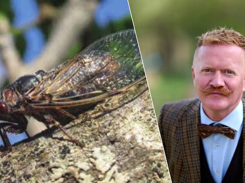De zeldzame cicade is nog maar een aantal keer waargenomen in ons land., Kobe hoorde de cicade vanop 500 meter afstand en maakte een geluidsopname om door te sturen naar Natuurpunt.