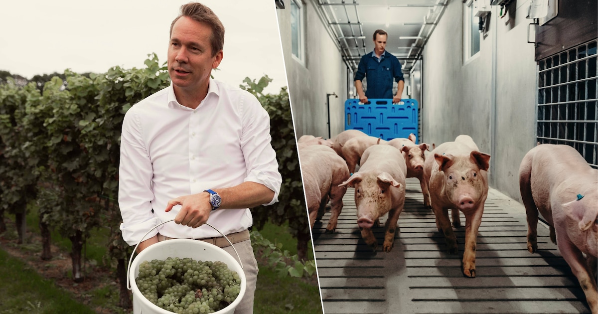 Limburg blijft fruitkoning, maar varkens verdwijnen: nieuw landbouwrapport legt trends bloot