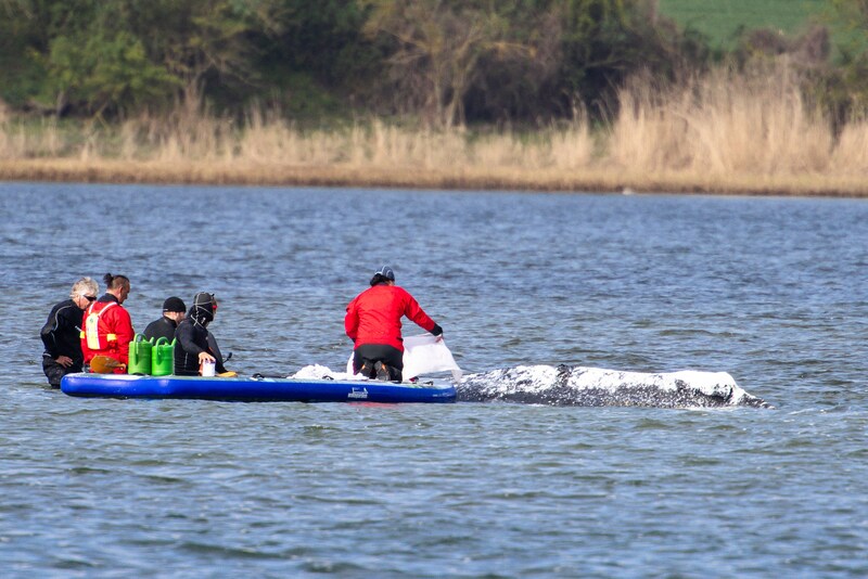 Aufnahme vom 24. April. Rettungskräfte sind damit beschäftigt, mit Zinksalbe und -tüchern die Haut des Wals Timmy zu versorgen, während er noch in der Ostsee gestrandet war.