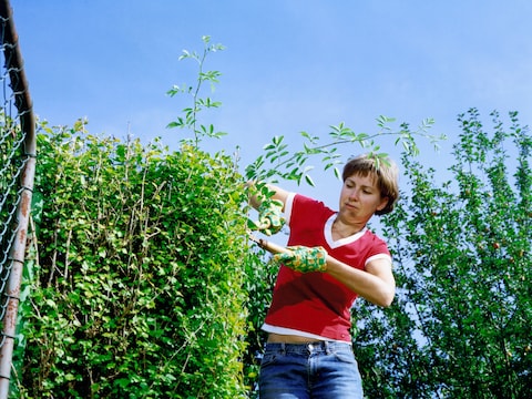 Met het nieuwe schooljaar in zicht, roept Zoersel op om overhangende beplanting bij te snoeien. (illustratiebeeld)