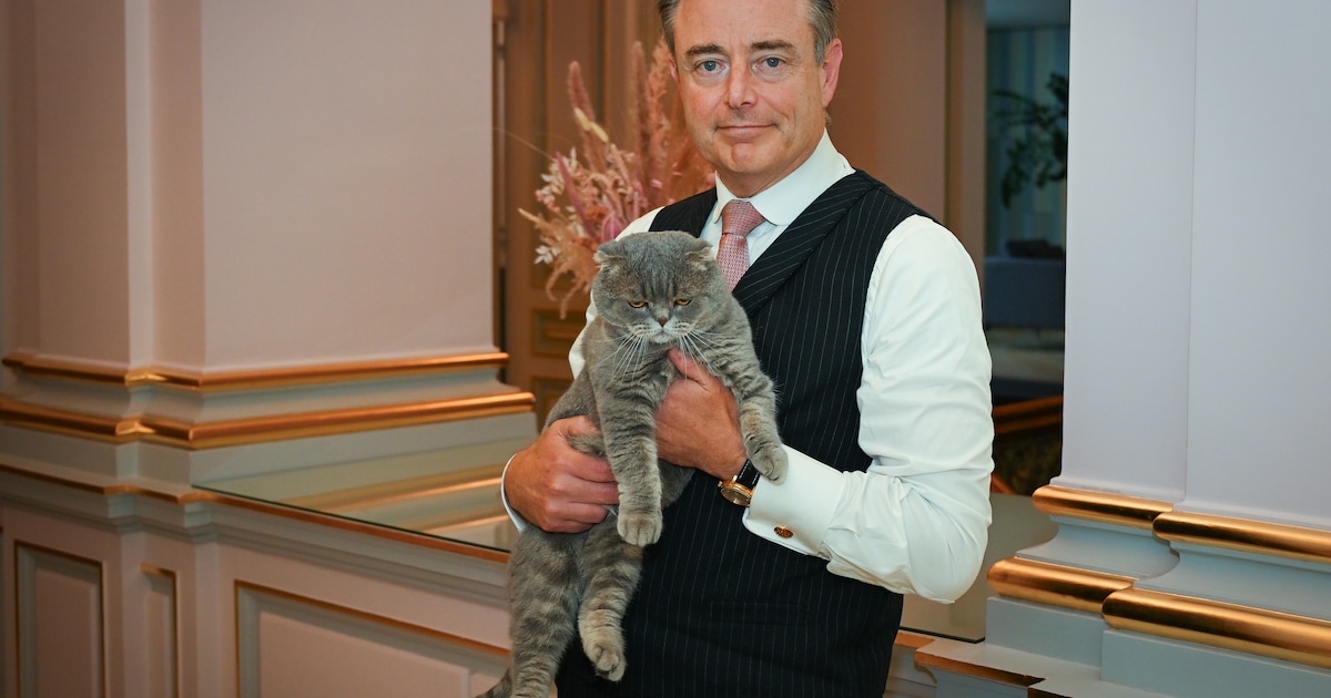Maximus, de kantoorkat van ‘politiek beest’ Bart De Wever: “Met z’n ...