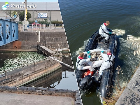 Er zijn opnieuw heel wat dode vissen in Oostende., Dode vissen worden verwijderd door de civiele bescherming