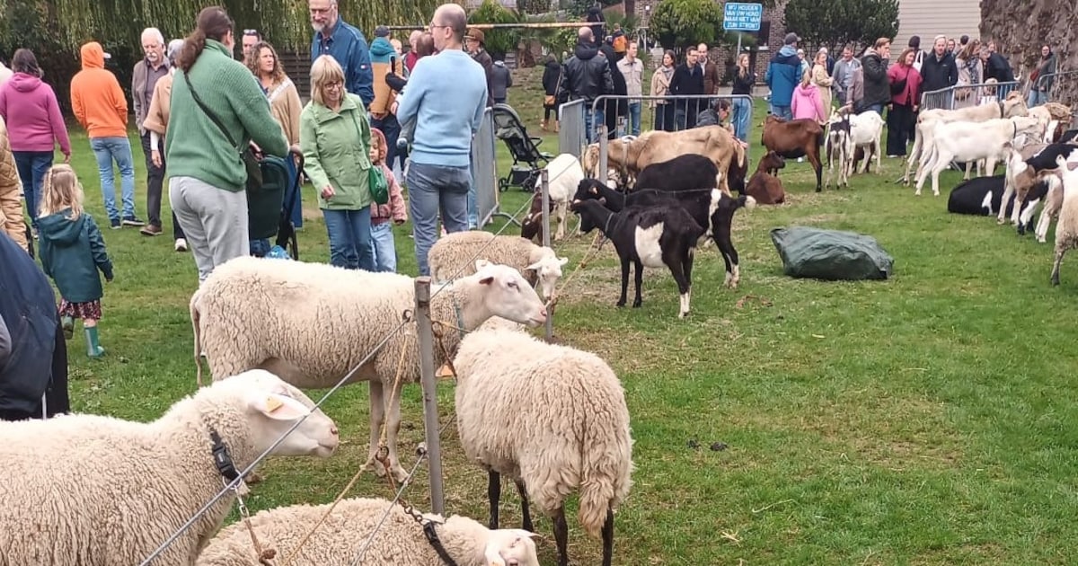 Vrolijke beestenboel op jaarmarkt van Schelle: veeprijskampen lokken heel wat bekijks