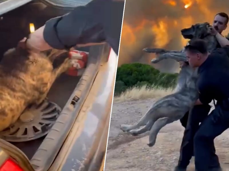 KIJK. Spaanse brandweerlieden redden honden van verwoestende bosbrand: “We laten niemand achter”