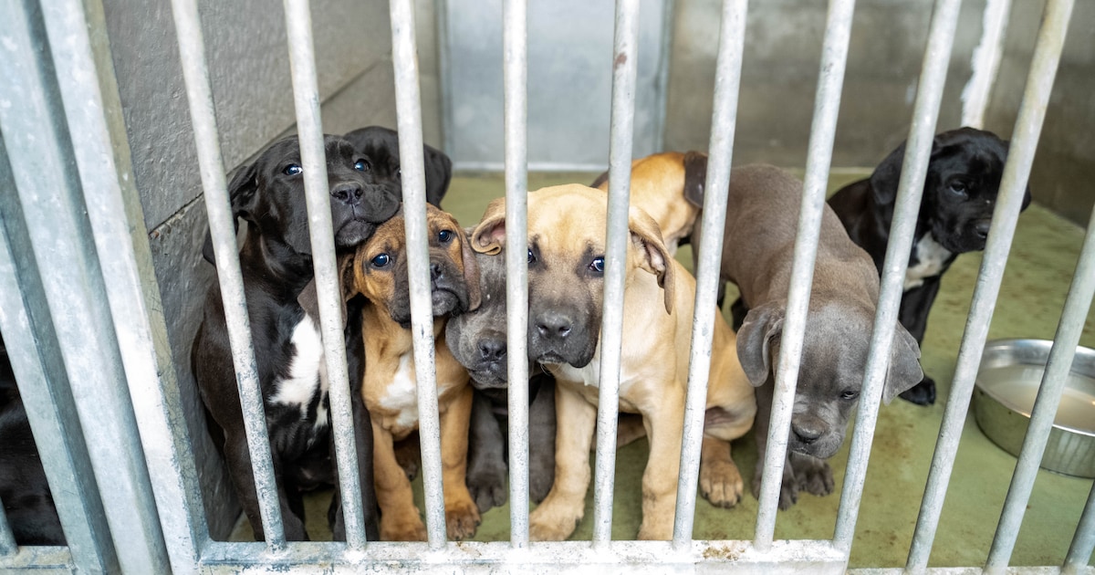 Politie bewaakt Dierenbescherming extra tegen vuurwerk: “Het is vaak een kat- en muisspel”