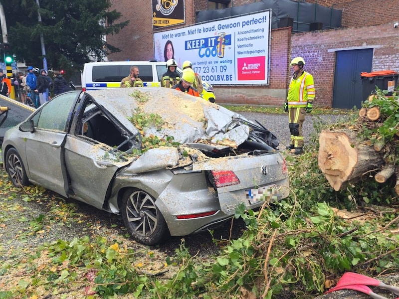 Een boom kwam op een rijdende wagen terecht in Ninove.