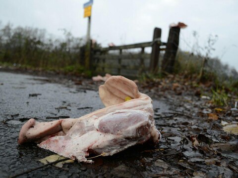 Onbekenden lieten in november 2015 een varkenskop achter op een plek waar een asielzoekerscentrum was gepland, nabij de Nederlandse stad Enschede.