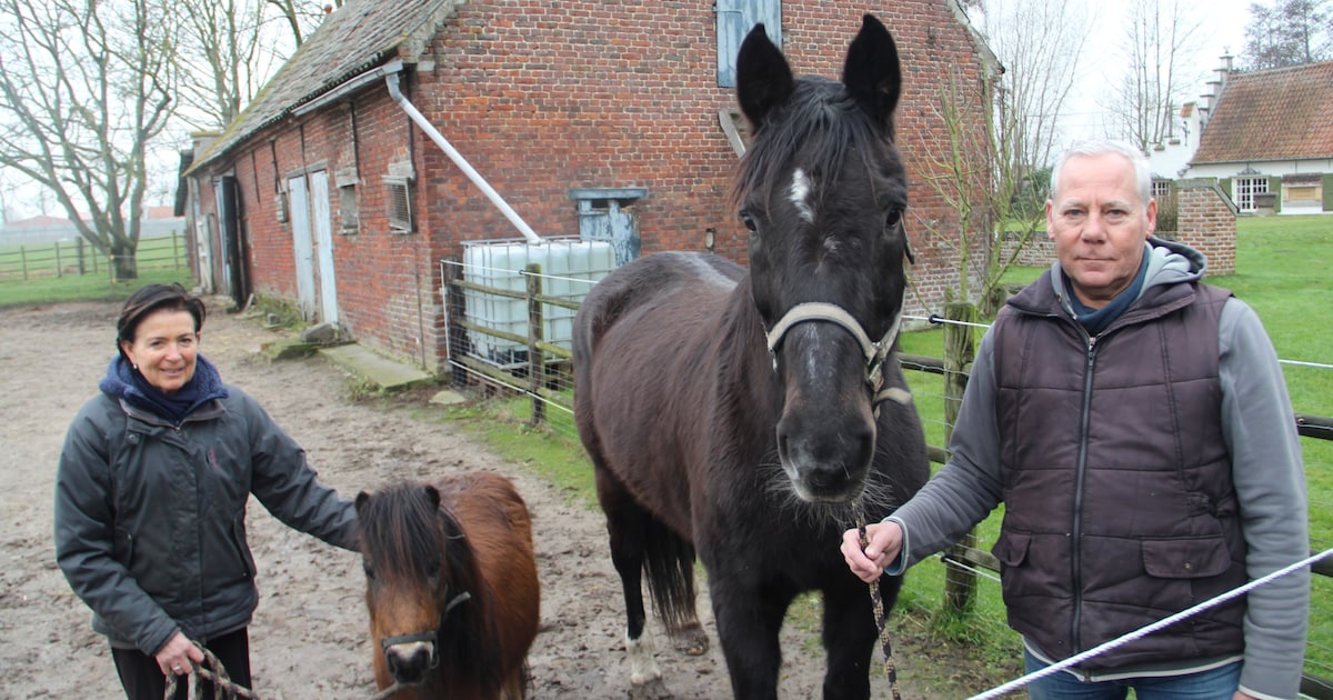 Catsitten? Dirk (61) is aan de slag als oppas voor grotere hoevedieren: “Ik verzorg ze in hun vertro