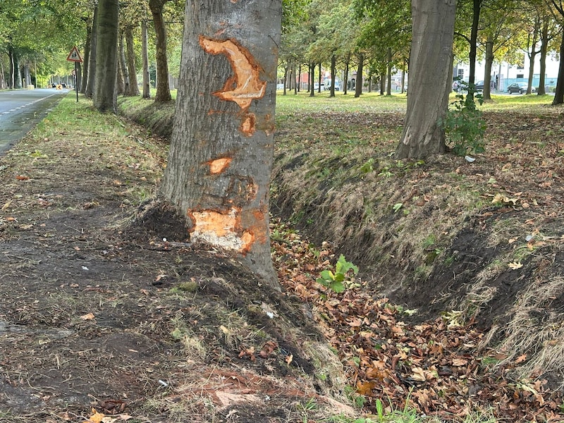De wagen raakte van de weg af en kwam tegen een boom terecht in Doornzele.