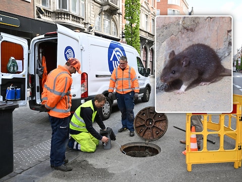 Stad Leuven test de nieuwe techniek om ratten (inzet: illustratiebeeld) te bestrijden al sinds de lente van 2023.