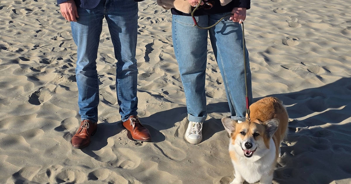 Honden voortaan ook ’s zomers op bepaalde tijdstippen welkom op het strand van Nieuwpoort