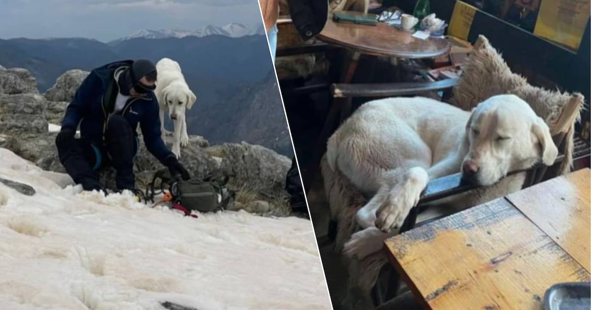 KIJK. “We hoorden plots gejank”: klimmers redden puppy die negen dagen vastzat op Griekse bergtop