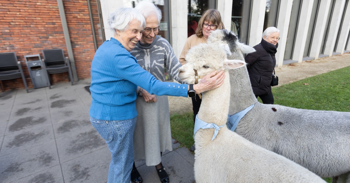 KIJK. Alpaca’s brengen glimlach op gezichten van senioren aan woonzorgcentrum in Hasselt