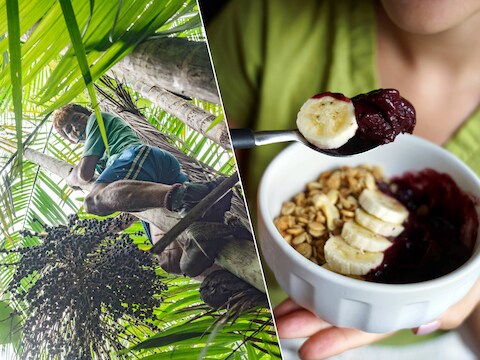  Door de enorme vraag naar de açaíbes is wat ooit een voornamelijk lokale industrie was, veranderd in een internationaal proces dat druk uitoefent op gemeenschappen die afhankelijk zijn van het fruit.