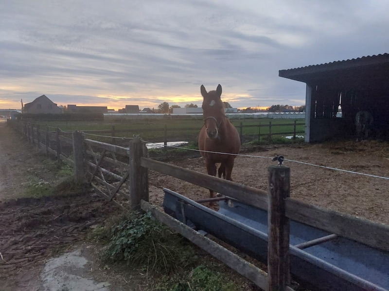 Het incident gebeurde op de weide achter dit paard. Het gaat voor alle duidelijkheid niet over het dier op de foto.