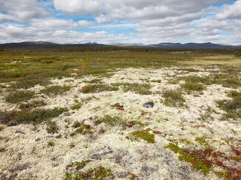 Vorsers bestudeerden de plantensoorten op vier bergtoppen in het Nationaal Park Dovrefjell in Noorwegen.