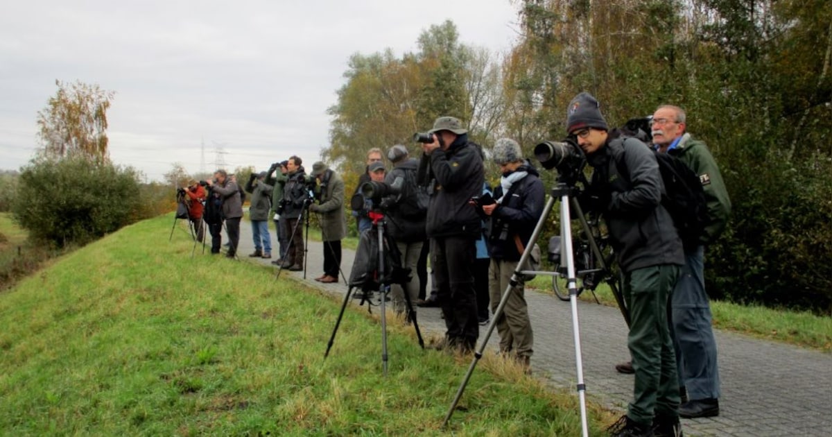 Natuurpunt Rupelstreek trekt eropuit voor vogelspotwandeling op Noordelijk Eiland