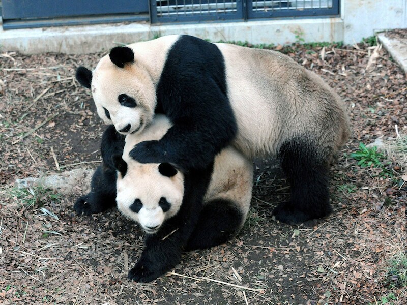 Shin Shin en haar partner Ri Ri zijn het eerste koppel panda's dat de zoo op natuurlijke wijze met een baby verblijdt.