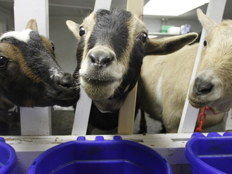 De geiten werden intussen naar een dierenasiel overgebracht.
