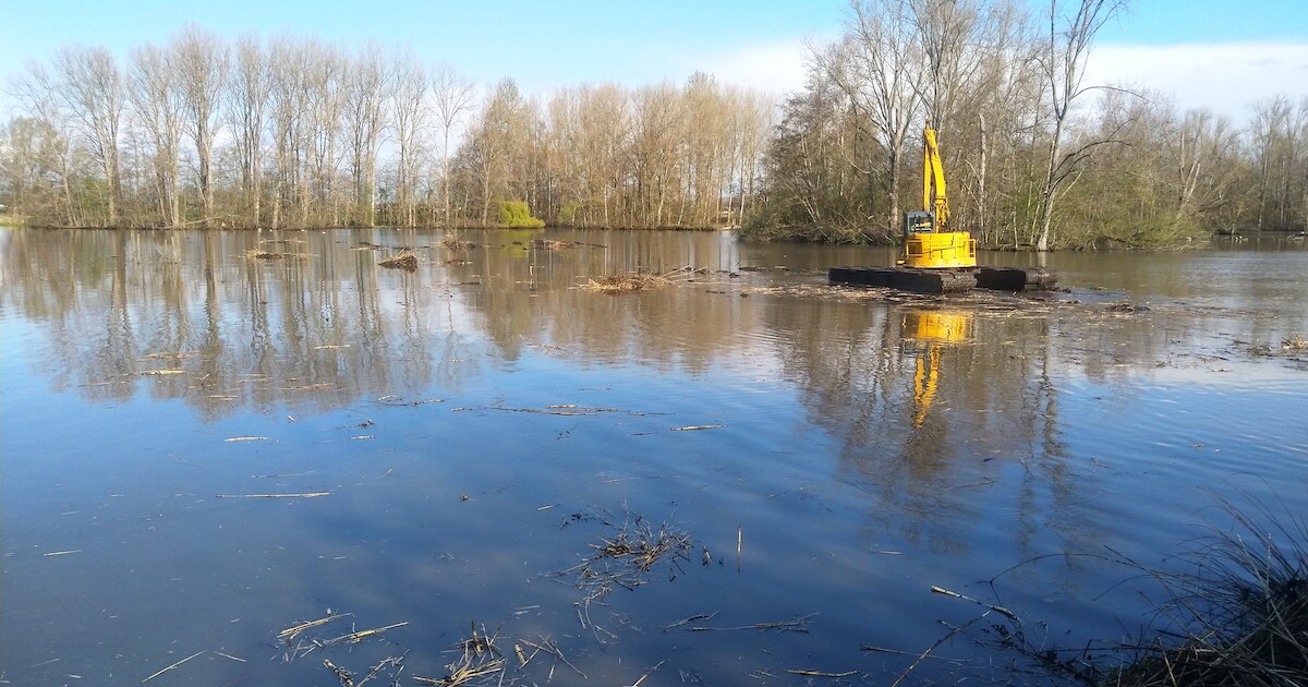 Drijvende kraan hapt riet uit Nieuwdonk | Regio | HLN.be