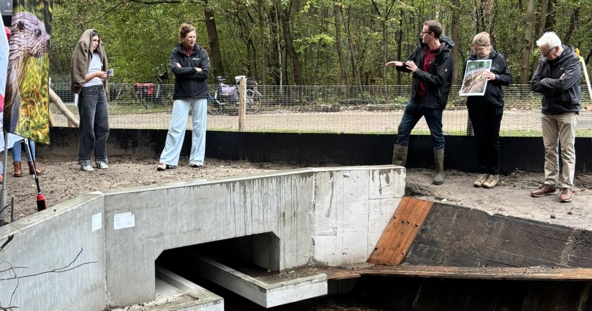 Nieuwe tunnels onder Heidestraat moeten otters veilig laten oversteken: “Ook andere dieren profitere
