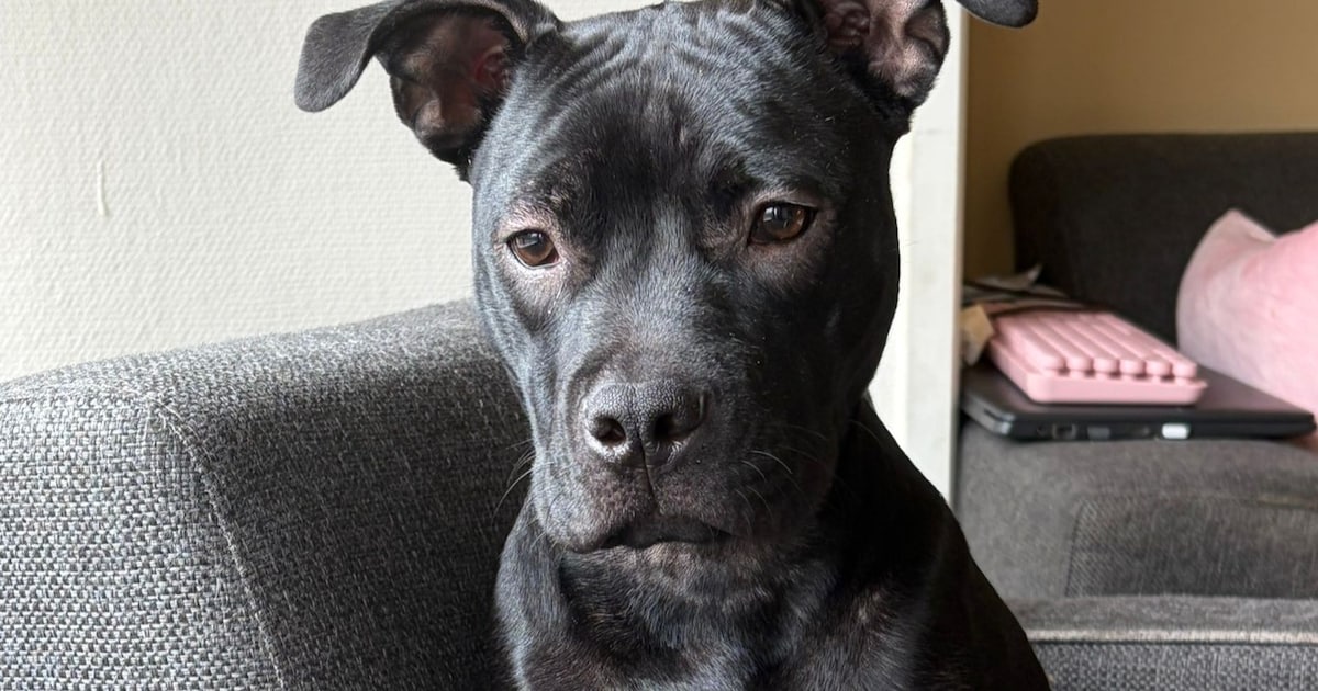 Prijskaartje van 800 euro: dag na verdwijning staat hond van Nederlandse Chantal op tweedehandssite