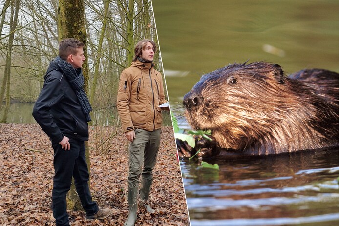 Bever is actief in De Rijdtmeersen en mag daar blijven: “Geen gevaar ...