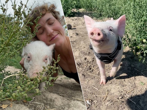 Dankzij het Daisyfields Animal Sanctuary van Evelien Devriese kan Percy nu genieten van een leven zonder zorgen.