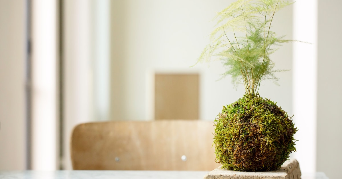 Van mos tot miniatuurtuin: leer zelf kokedama’s maken in Schelle