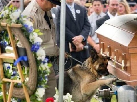 Deze foto van een politiehond die afscheid nam van zijn baasje liet niemand onberoerd.