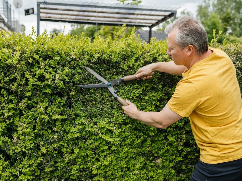 Welke planten moet je snoeien in het najaar? En welke soorten verzwak je net door dat te doen?