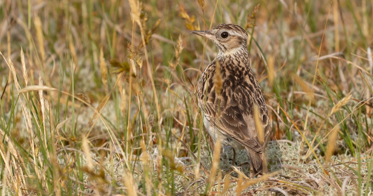 Vogelkijkwandeling op de noordelijke en zuidelijke eilanden in Schelle