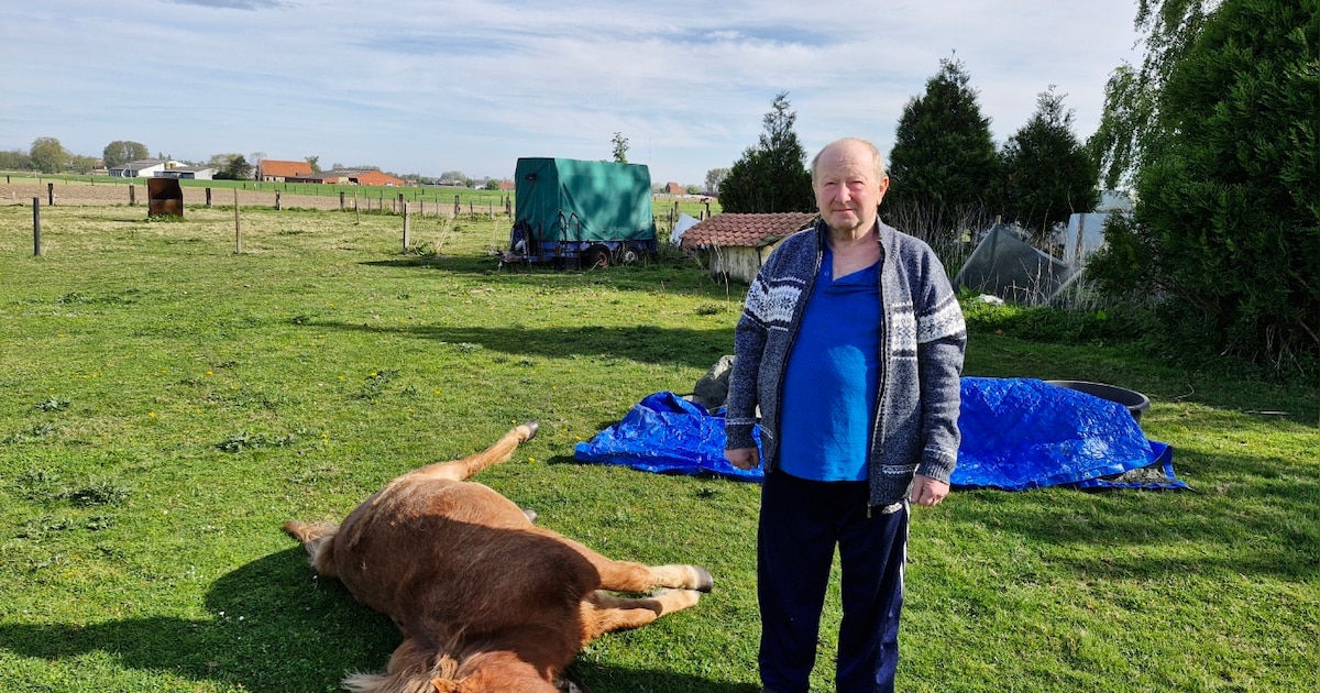 Boze buurtbewoner uit Ardooie beschuldigt ballonvaarder van vluchtmisdrijf: “Mijn pony is gestorven 