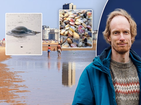 Wist je dat kwallen een lekkernij zijn en dat je vroeger te voet naar Engeland kon? Deze 9 weetjes tonen hoe bijzonder onze kust is
