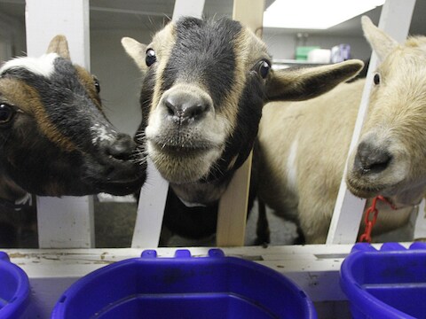De geiten werden intussen naar een dierenasiel overgebracht.