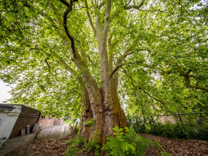 Bomenplan kijkt ook naar jouw bomen