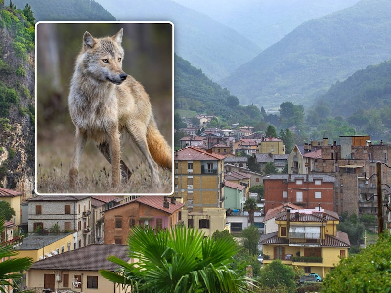 Meisje (4) gebeten en meegesleurd terwijl ze ijsje eet in Italië: “Het was een wolf”