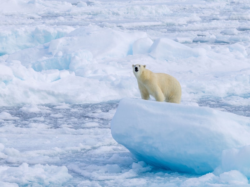 Forse boete voor man die ijsbeer wakker maakte op Spitsbergen